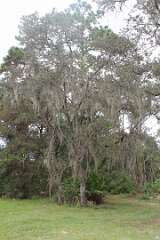 96: DonManfria_2025-274