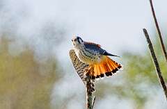 133: MarkShelly_2025-239