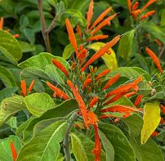 28: Xue-MingBao_2025-43