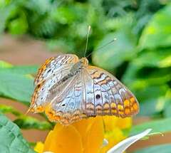 68: wendyTao_2025-69