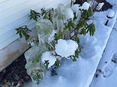 66: BerniceBailine_2025-68