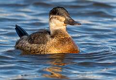 11: BillKirms_2025-350