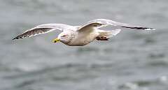 159: BillKirms_2025-380