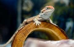 250: BillKirms_2025-383