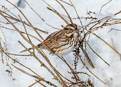 196: MarkShelly_2025-294