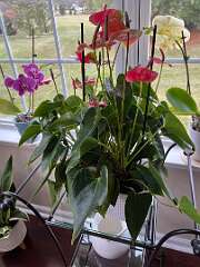 238: TomGeorgio_2025-9