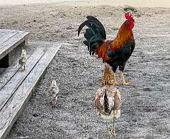 299: Xue-MingBao_2025-87