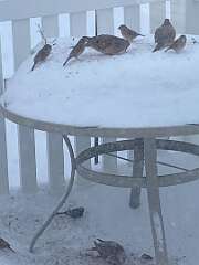 128: BerniceBaline_2026-1