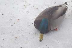 148: BerniceBaline_2026-15