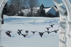 133: BerniceBaline_2026-16