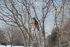 89: BerniceBaline_2026-17