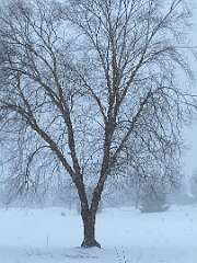 51: BerniceBaline_2026-7