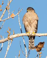 31: BillKirms_2026-14