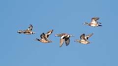 140: BillKirms_2026-15