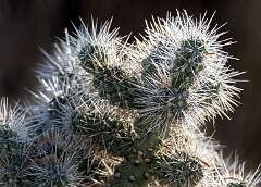 226: BillKirms_2026-29