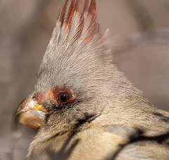 44: BillKirms_2026-30