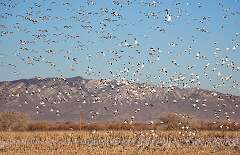 36: BillKirms_2026-31