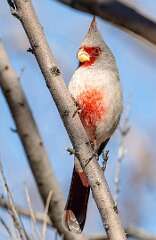 164: BillKirms_2026-37