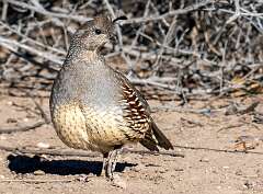 205: BillKirms_2026-38