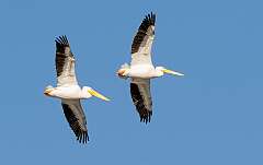 193: BillKirms_2026-5