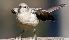 45: BillKirms_2026-7