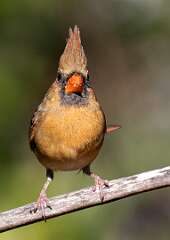 58: BillKirms_2026-8