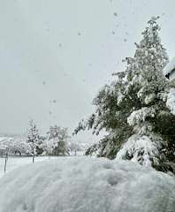 38: CarolAnnManfria_2025-66