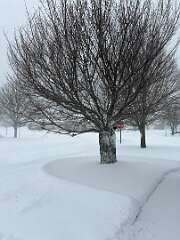 200: CarolAnnManfria_2026-3