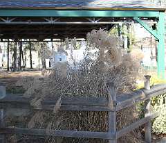 105: DonManfria_2025-343