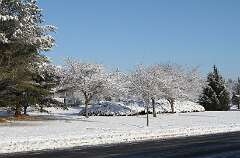 77: DonManfria_2026-7