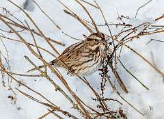 144: MarkShelly_2025-278