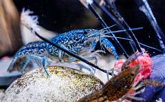 33: MarkShelly_2026-10