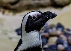 105: MarkShelly_2026-16