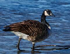 85: MarkShelly_2026-20