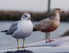 134: MarkShelly_2026-22