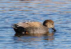 81: MarkShelly_2026-5