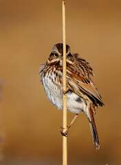 64: MarkShelly_2026-6