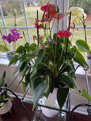 189: TomGeorgio_2025-9