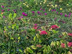 236: Xue-MingBao_2025-79