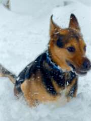 171: AlanToplitz_2026-34