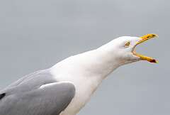 172: BillKirms_2026-90