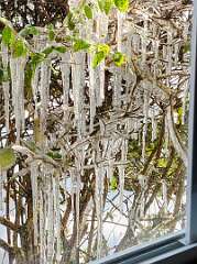 67: CeciliaRomano_2026-2