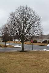 8: DonManfria_2026-50