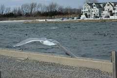 101: JerryPepin_2026-7