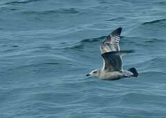 7: JerryPepin_2026-8