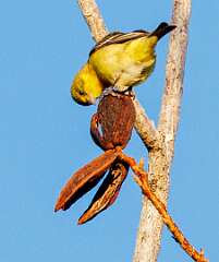 73: MarkShelly_2026-32