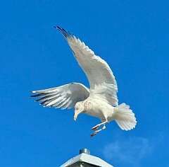 158: WendyTao_2026-20