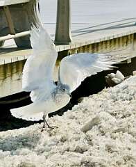 42: WendyTao_2026-26