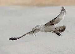 61: WendyTao_2026-29