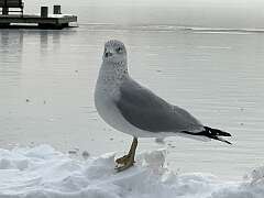 162: Xue-MingBao_2026-23